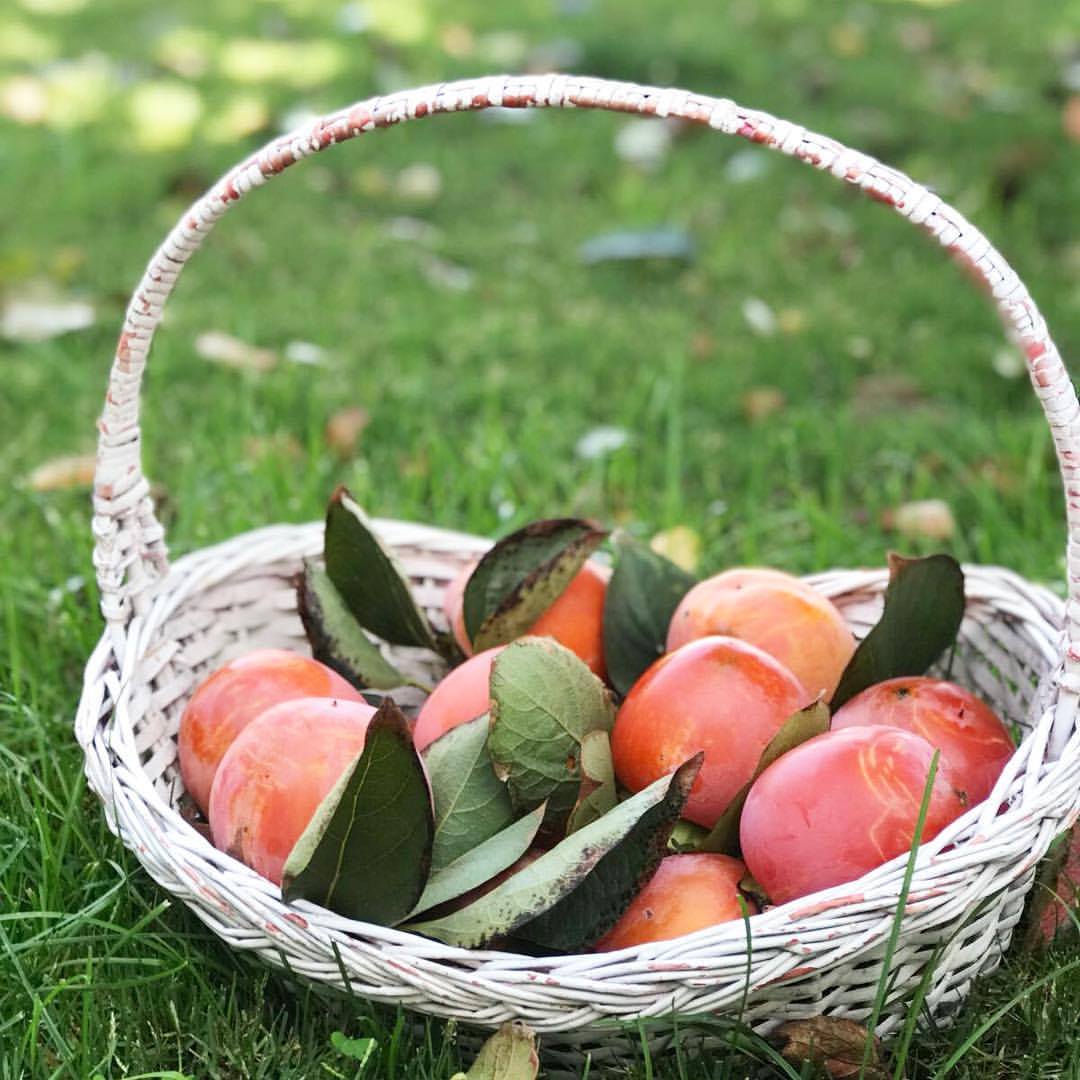 azienda agricola maresca